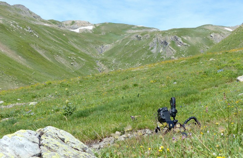 Nigritella cenisia e Nigritella rhellicani  Savoia francese   luglio 2023.